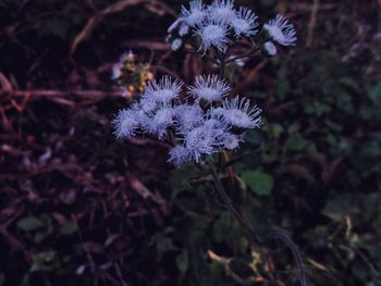 Close-up of purple flowering plant on land