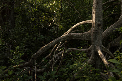 Tree in forest