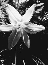 Close-up of flower blooming outdoors