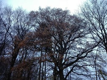 Low angle view of bare trees against sky