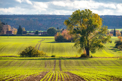 Scenic view of agricultural field against sky