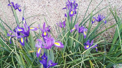 Close-up of purple crocus flowers on field