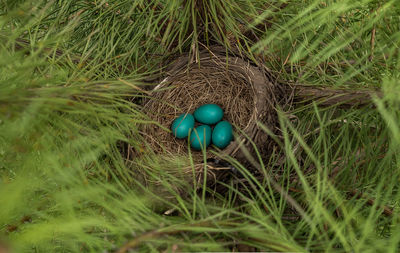 High angle view of eggs in nest on field