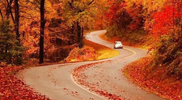 transportation, road, tree, season, the way forward, autumn, change, mode of transport, car, street, countryside, non-urban scene, nature, country road, outdoors, diminishing perspective, curve, tranquil scene, solitude, scenics, mountain road, tranquility, beauty in nature, day, vanishing point, orange color, long