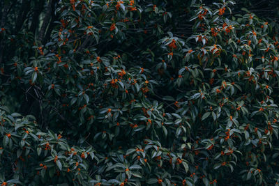 Wide angle view of osmanthus blossoming