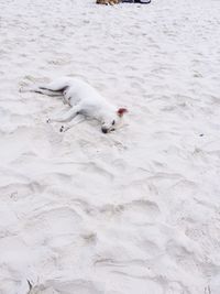 High angle view of stray dog sleeping at sandy beach
