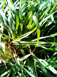 Close-up of fresh green plant