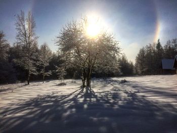 Frozen trees against sky during winter