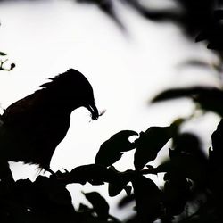 Low angle view of bird perching on branch