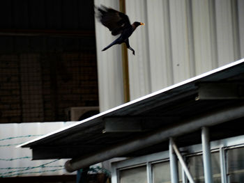 Low angle view of bird flying