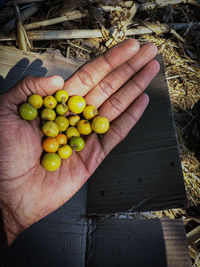 High angle view of hand holding fruits