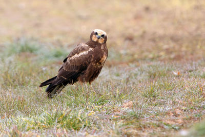 Bird on a field