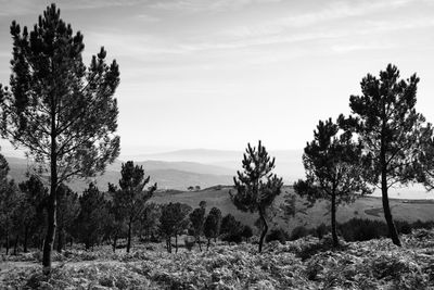 Trees on field against sky