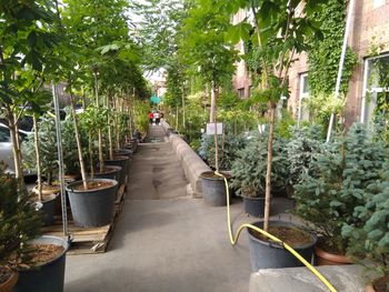 Footpath amidst plants and buildings in city