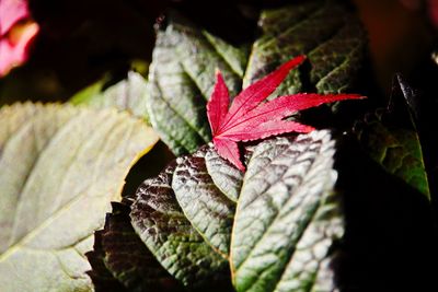 Close-up of maple leaf