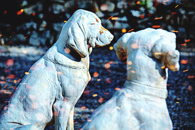 Close-up of statue against blurred background