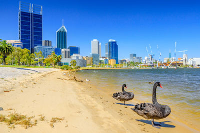 View of birds on beach against buildings in city