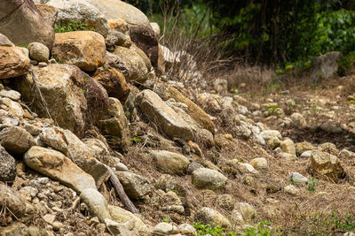 Plants growing on rocks in field