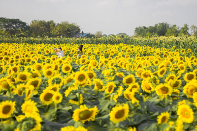 Scenic view of sunflower field