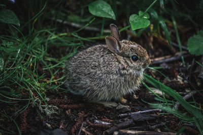 Close-up of a bunny in the bushes 