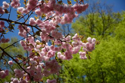 Close-up of cherry blossom