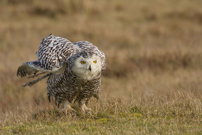 Owl perching on grassy field