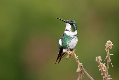 Close-up of bird perching on twig