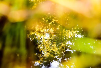 Close-up of plant against blurred background