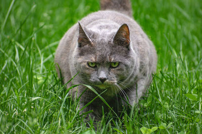 Portrait of a cat on field