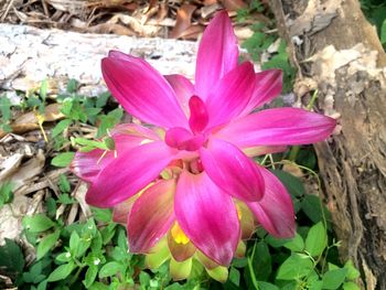 Close-up of pink flowers blooming outdoors