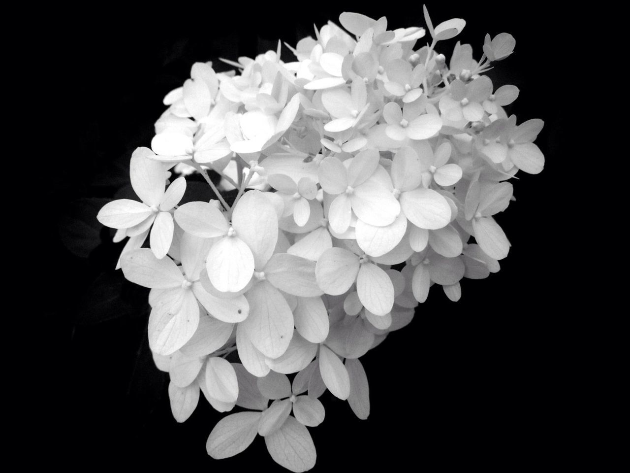 flower, black background, freshness, petal, studio shot, fragility, flower head, beauty in nature, close-up, growth, nature, white color, night, copy space, plant, blossom, blooming, in bloom, no people, botany