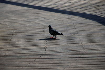 High angle view of bird perching on deck