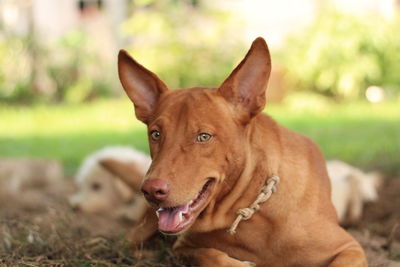 Close-up portrait of a dog on field