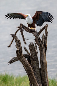 Bird perching on tree trunk