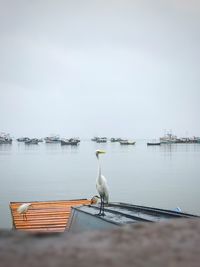 Seagull perching on a boat