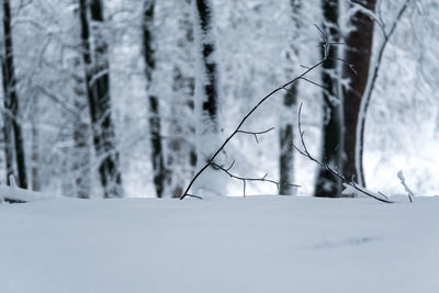 Close-up of snow on tree