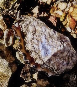 Close-up of shell on rock