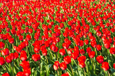 Full frame shot of red tulips