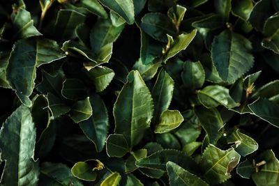 Full frame shot of plants