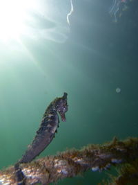 Fish swimming in sea