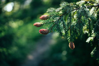 Close-up of pine tree