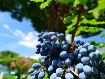 Close-up of grapes growing on tree