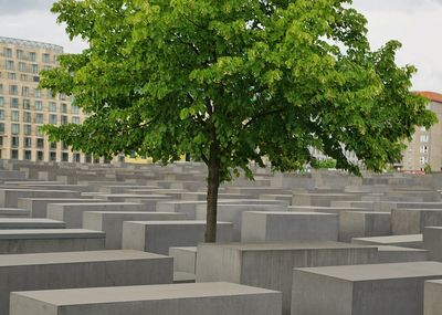 Plants growing on tree trunk