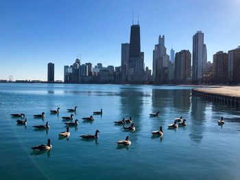 Ducks swimming in city