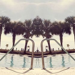 Palm trees against sky