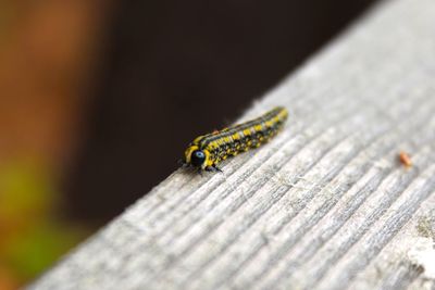 Close-up of insect on wood