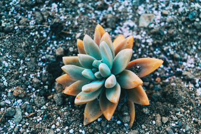 High angle view of succulent plant on field