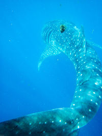 Close-up of shark swimming in sea