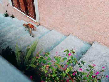 High angle view of potted plants on wall