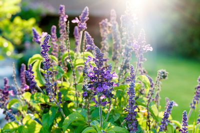 Close-up of purple flowering plants